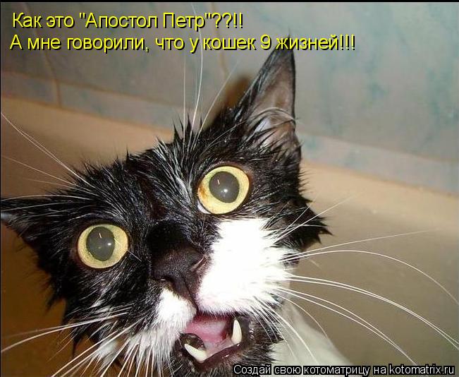Как это "Апостол Петр"??!! А мне говорили, что у кошек 9 жизней!!!... Котоматрица: Как это "Апостол Петр"??!! А мне говорили, что у кошек 9 жизней!!!