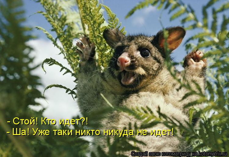 - Стой! Кто идет?! - Ша! Уже таки никто никуда не идет!... Котоматрица: - Стой! Кто идет?! - Ша! Уже таки никто никуда не идет!