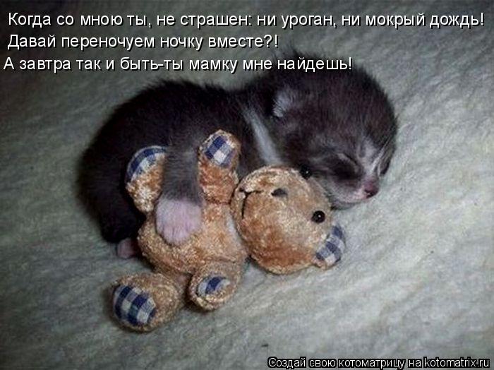 Когда со мною ты, не страшен: ни уроган, ни мокрый дождь! Давай переночуем ночку вместе?! А завтра т... Котоматрица: Когда со мною ты, не страшен: ни уроган, ни мокрый дождь! Давай переночуем ночку вместе?! А завтра так и быть-ты мамку мне найдешь!
