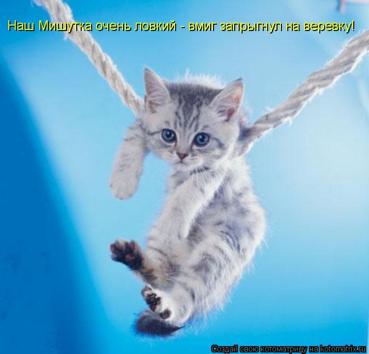 Наш Мишутка очень ловкий - вмиг запрыгнул на веревку!... Котоматрица: Наш Мишутка очень ловкий - вмиг запрыгнул на веревку!
