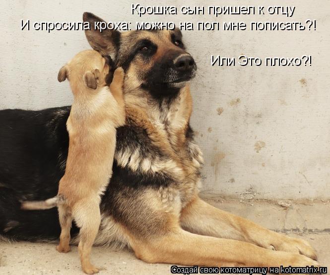 Крошка сын пришел к отцу И спросила кроха: можно на пол мне пописать?! Или Это плохо?!... Котоматрица: Крошка сын пришел к отцу И спросила кроха: можно на пол мне пописать?! Или Это плохо?!