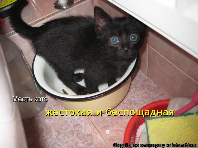 Месть котэ жестокая и беспощадная... Котоматрица: Месть котэ жестокая и беспощадная