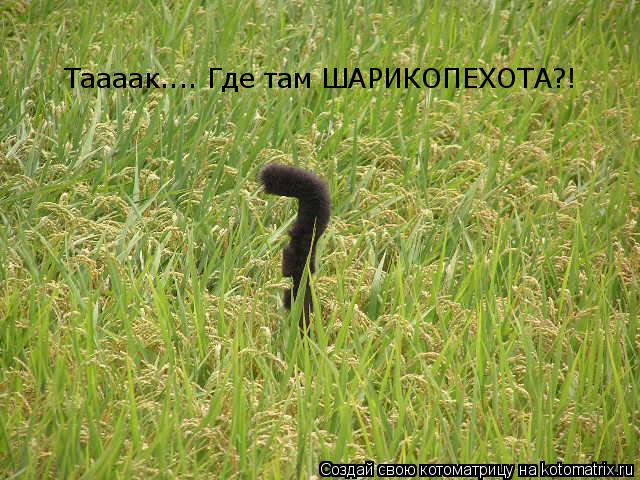 Таааак.... Где там ШАРИКОПЕХОТА?!... Котоматрица: Таааак.... Где там ШАРИКОПЕХОТА?!