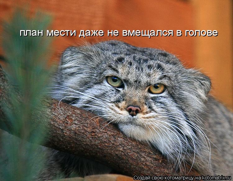 план мести даже не вмещался в голове... Котоматрица: план мести даже не вмещался в голове
