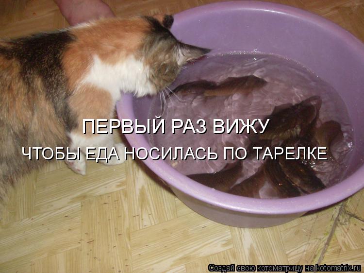 ПЕРВЫЙ РАЗ ВИЖУ ЧТОБЫ ЕДА НОСИЛАСЬ ПО ТАРЕЛКЕ... Котоматрица: ПЕРВЫЙ РАЗ ВИЖУ ЧТОБЫ ЕДА НОСИЛАСЬ ПО ТАРЕЛКЕ