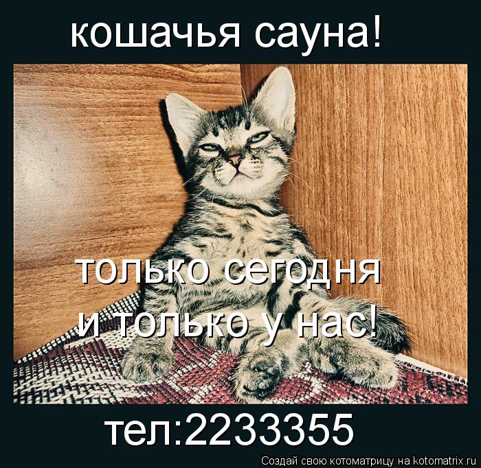 кошачья сауна! только сегодня и только у нас! тел:2233355... Котоматрица: кошачья сауна! только сегодня и только у нас! тел:2233355