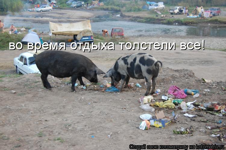 во время отдыха толстели все!... Котоматрица: во время отдыха толстели все!
