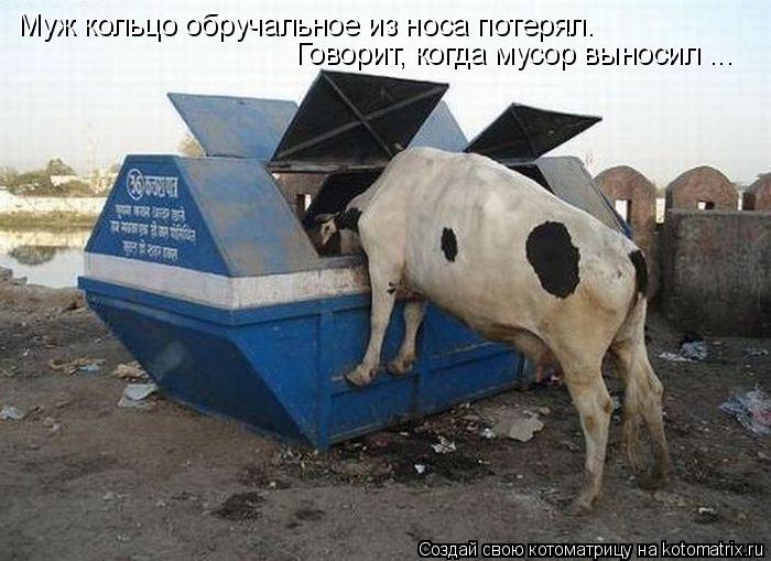 Муж кольцо обручальное из носа потерял. Говорит, когда мусор выносил ...... Котоматрица: Муж кольцо обручальное из носа потерял. Говорит, когда мусор выносил ...