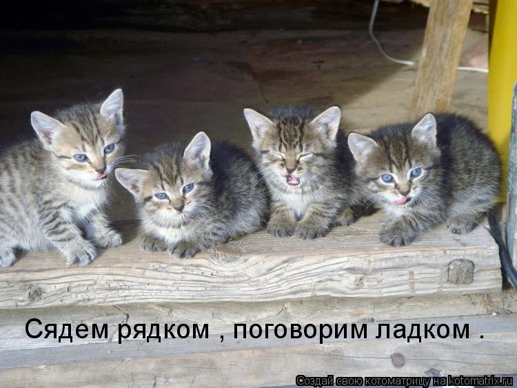 Сядем рядком , поговорим ладком .... Котоматрица: Сядем рядком , поговорим ладком .