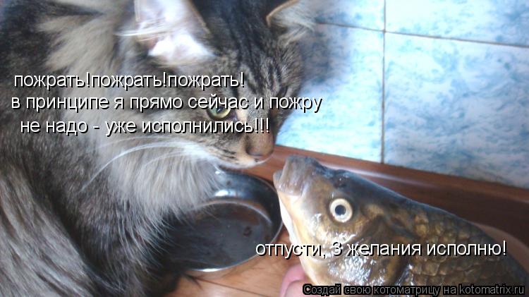 отпусти, 3 желания исполню! пожрать!пожрать!пожрать! в принципе я прямо сейчас и пожру не надо - уже ... Котоматрица: отпусти, 3 желания исполню! пожрать!пожрать!пожрать! в принципе я прямо сейчас и пожру не надо - уже исполнились!!!