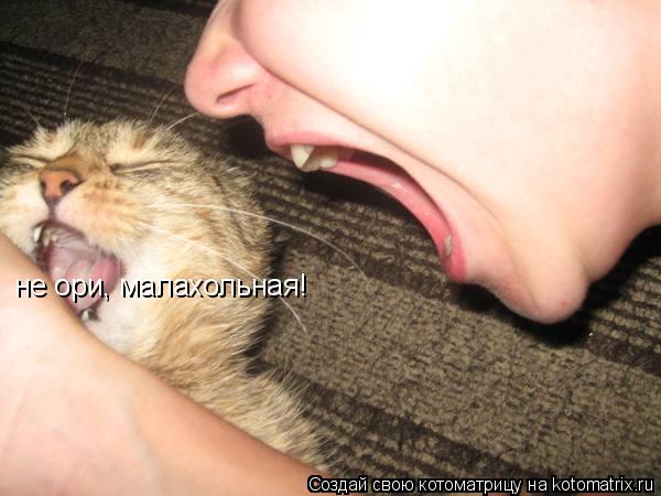 не ори, малахольная!... Котоматрица: не ори, малахольная!