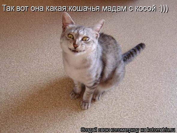 Так вот она какая:кошачья мадам с косой :)))... Котоматрица: Так вот она какая:кошачья мадам с косой :)))