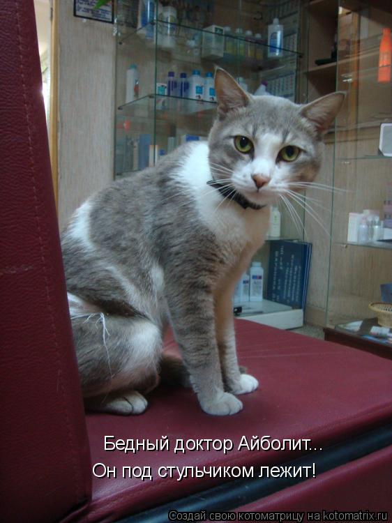 Котоматрица: Бедный доктор Айболит... Он под стульчиком лежит!