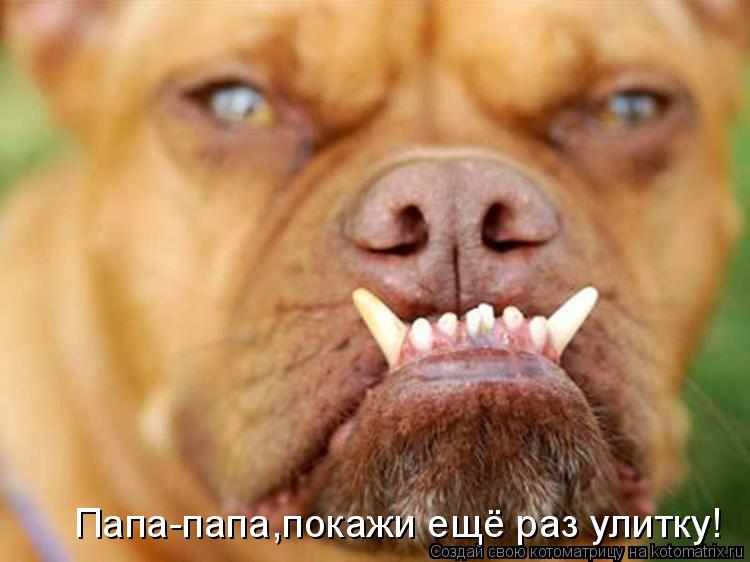 Котоматрица: Папа-папа,покажи ещё раз улитку!
