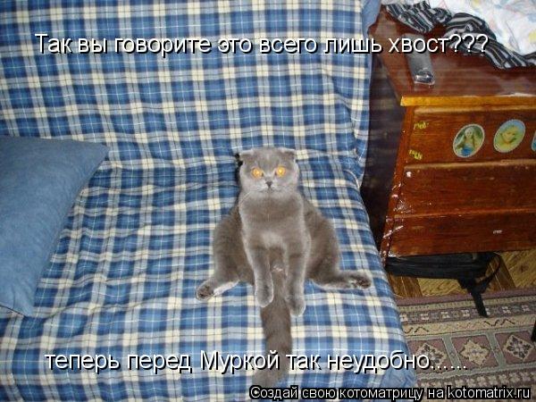 Котоматрица: Так вы говорите это всего лишь хвост??? Так вы говорите это всего лишь хвост??? теперь перед Муркой так неудобно...... теперь перед Муркой так не