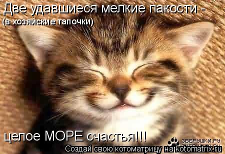 Две удавшиеся мелкие пакости - целое МОРЕ счастья!!! (в хозяйские тапочки)... Котоматрица: Две удавшиеся мелкие пакости - целое МОРЕ счастья!!! (в хозяйские тапочки)