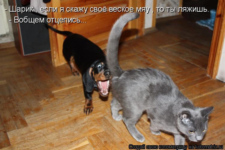 - Шарик , если я скажу своё веское мяу , то ты ляжишь. - Вобщем отцепись...... Котоматрица: - Шарик , если я скажу своё веское мяу , то ты ляжишь. - Вобщем отцепись...