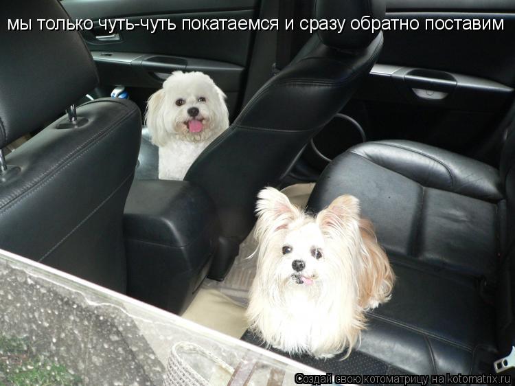 мы только чуть-чуть покатаемся и сразу обратно поставим... Котоматрица: мы только чуть-чуть покатаемся и сразу обратно поставим