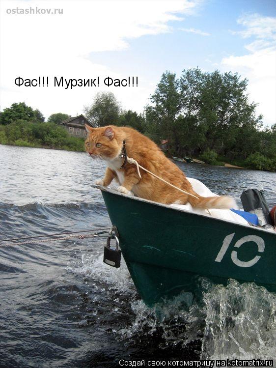 Фас!!! Мурзик! Фас!!!... Котоматрица: Фас!!! Мурзик! Фас!!!