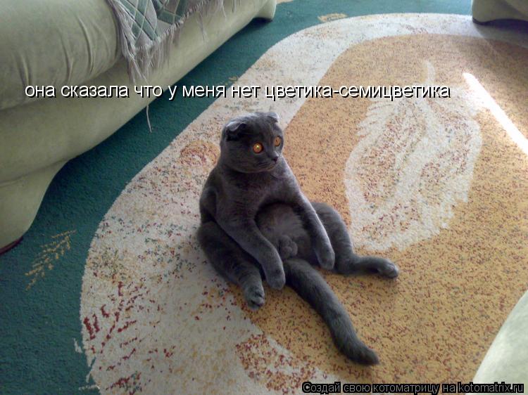она сказала что у меня нет цветика-семицветика... Котоматрица: она сказала что у меня нет цветика-семицветика