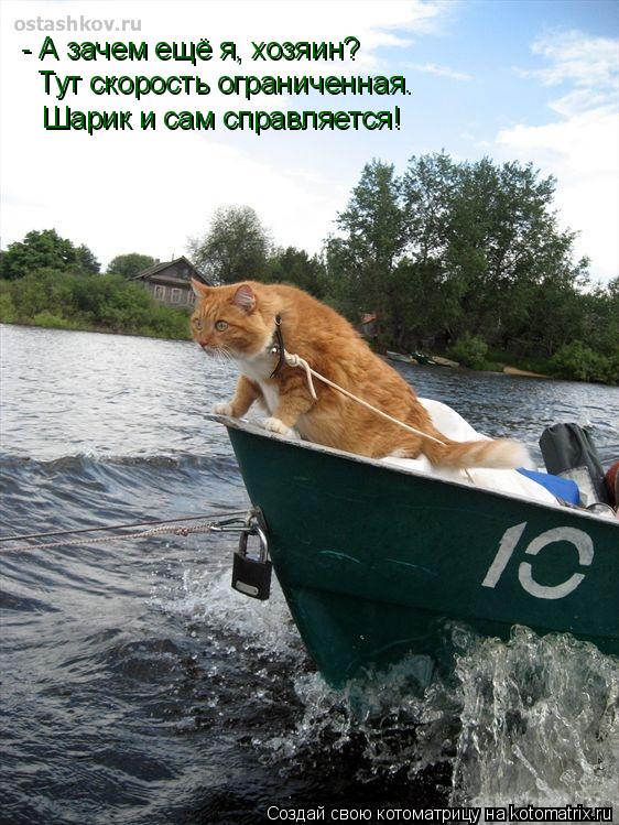 - А зачем ещё я, хозяин? Тут скорость ограниченная. Шарик и сам справляется!... Котоматрица: - А зачем ещё я, хозяин? Тут скорость ограниченная. Шарик и сам справляется!