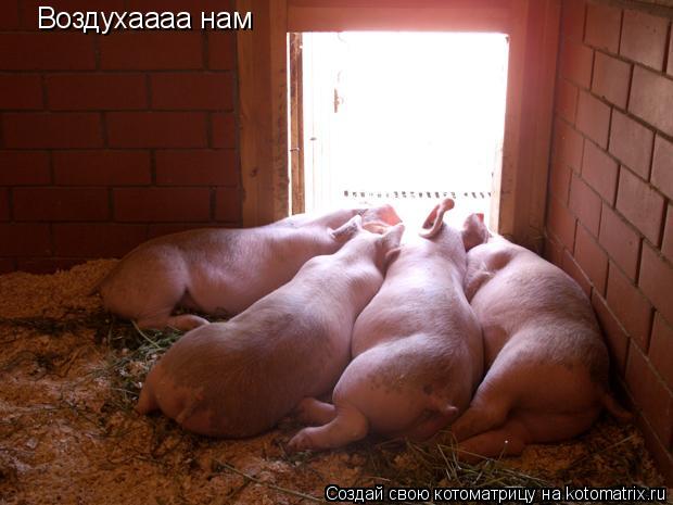 Котоматрица: Воздухаааа нам