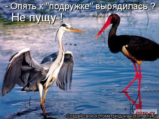 Котоматрица: - Опять к "подружке" вырядилась ? Не пущу !