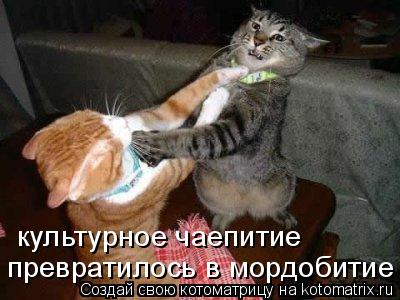 культурное чаепитие превратилось в мордобитие... Котоматрица: культурное чаепитие превратилось в мордобитие
