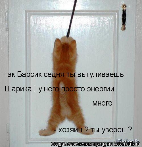так Барсик сёдня ты выгуливаешь Шарика ! у него просто энергии много - хозяин ? ты уверен ?... Котоматрица: так Барсик сёдня ты выгуливаешь Шарика ! у него просто энергии много - хозяин ? ты уверен ?