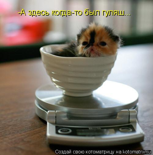 Котоматрица: -А здесь когда-то был гуляш...