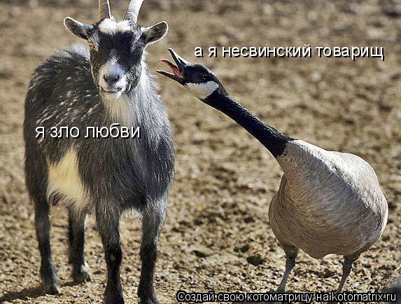 Котоматрица: я зло любви а я несвинский товарищ