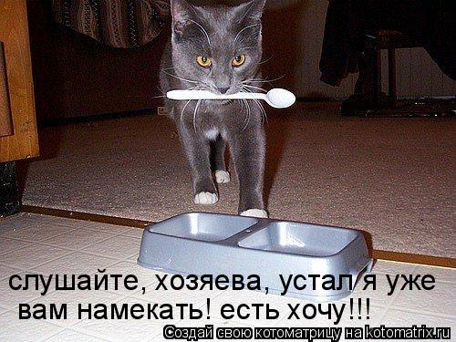 Котоматрица: слушайте, хозяева, устал я уже  вам намекать! есть хочу!!!