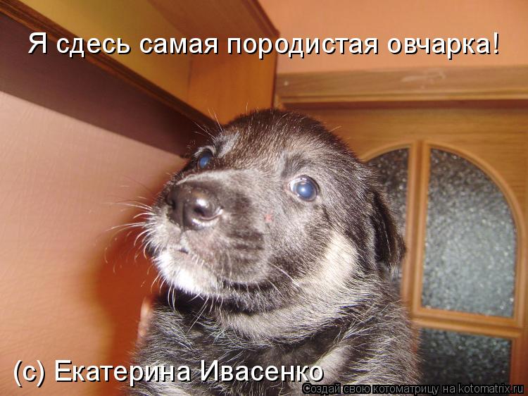 Я сдесь самая породистая овчарка! (с) Екатерина Ивасенко... Котоматрица: Я сдесь самая породистая овчарка! (с) Екатерина Ивасенко