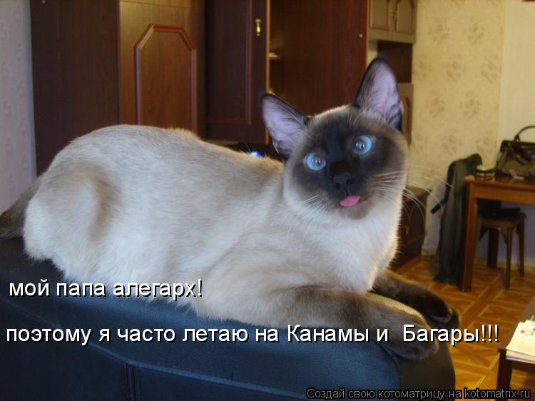 мой папа алегарх! поэтому я часто летаю на Канамы и Багары!!!... Котоматрица: мой папа алегарх! поэтому я часто летаю на Канамы и Багары!!!