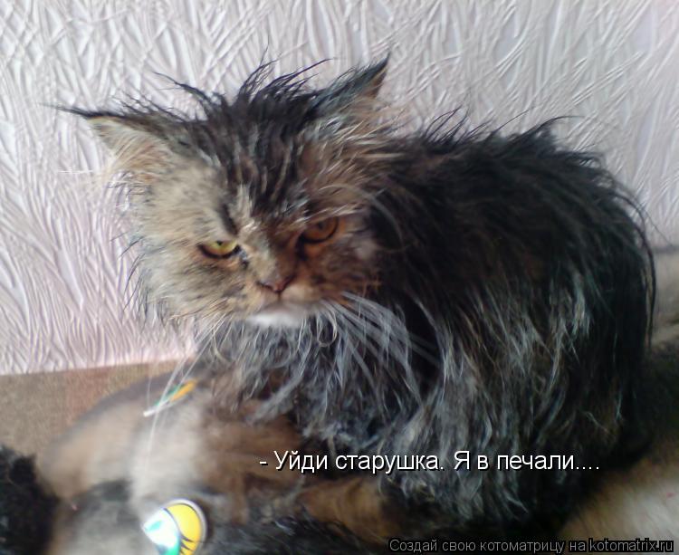Котоматрица: - Уйди старушка. Я в печали....