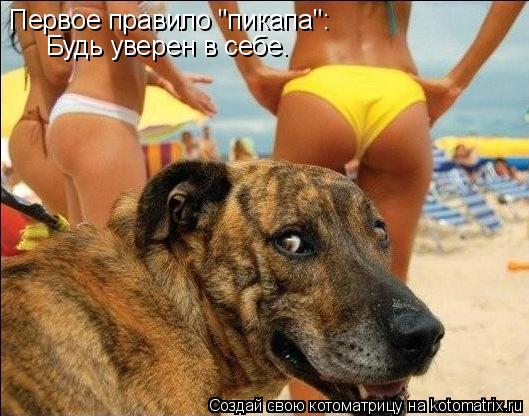 Первое правило "пикапа": Будь уверен в себе.... Котоматрица: Первое правило "пикапа": Будь уверен в себе.