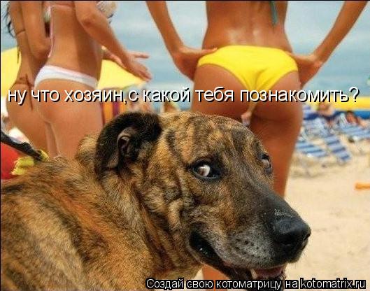 ну что хозяин,с какой тебя познакомить?... Котоматрица: ну что хозяин,с какой тебя познакомить?