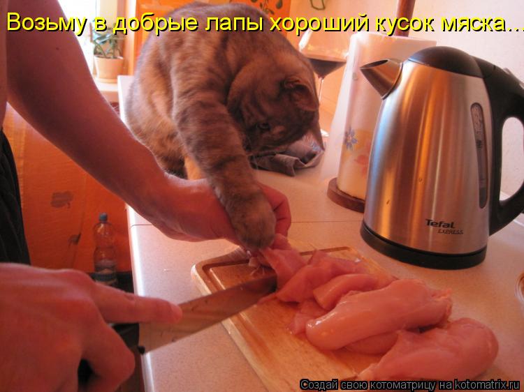 Возьму в добрые лапы хороший кусок мяска...... Котоматрица: Возьму в добрые лапы хороший кусок мяска...