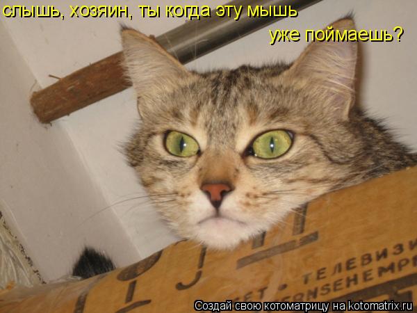 слышь, хозяин, ты когда эту мышь уже поймаешь?... Котоматрица: слышь, хозяин, ты когда эту мышь уже поймаешь?