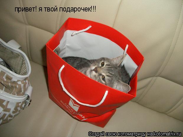 привет! я твой подарочек!!!... Котоматрица: привет! я твой подарочек!!!