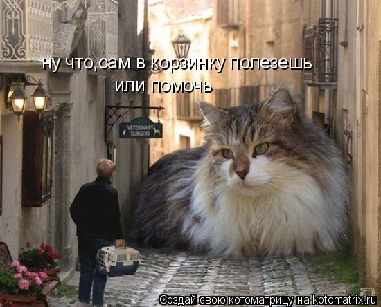 ну что,сам в корзинку полезешь или помочь... Котоматрица: ну что,сам в корзинку полезешь или помочь