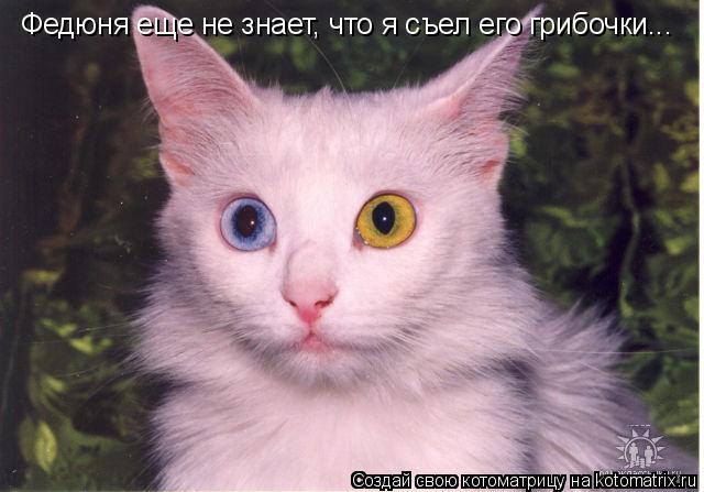 Федюня еще не знает, что я съел его грибочки...... Котоматрица: Федюня еще не знает, что я съел его грибочки...