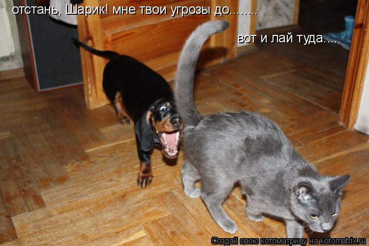 отстань, Шарик! мне твои угрозы до........ вот и лай туда....... Котоматрица: отстань, Шарик! мне твои угрозы до........ вот и лай туда....