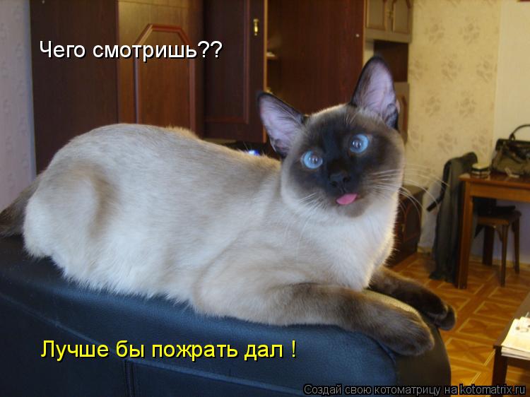Чего смотришь?? Лучше бы пожрать дал !... Котоматрица: Чего смотришь?? Лучше бы пожрать дал !