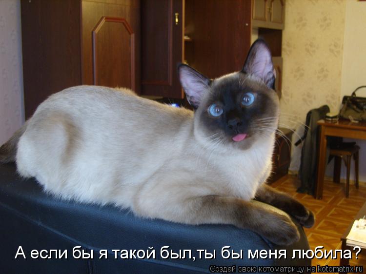 А если бы я такой был,ты бы меня любила?... Котоматрица: А если бы я такой был,ты бы меня любила?
