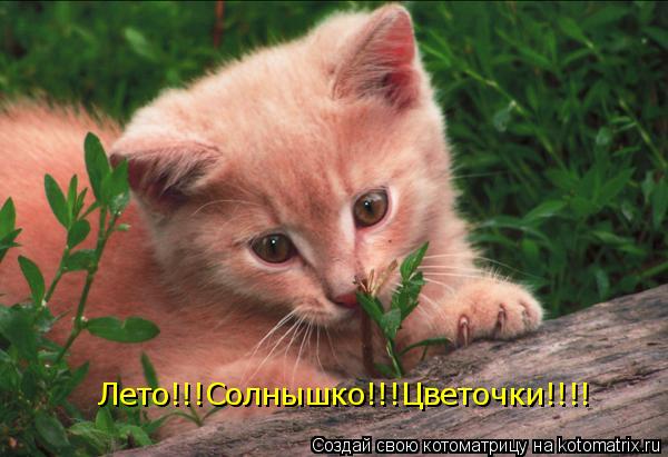 Лето!!!Солнышко!!!Цветочки!!!!... Котоматрица: Лето!!!Солнышко!!!Цветочки!!!!
