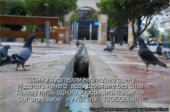 Сижу суфлером,наблюдаю сцену. И делать нечего, ведь действие без слов. Прошу лишь одного,изобразить п... Котоматрица: Сижу суфлером,наблюдаю сцену. И делать нечего, ведь действие без слов. Прошу лишь одного,изобразить покрепче... Вот это самое...ну как его... ЛЮ