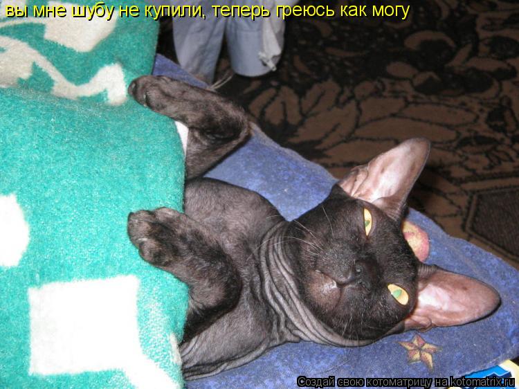 вы мне шубу не купили, теперь греюсь как могу... Котоматрица: вы мне шубу не купили, теперь греюсь как могу