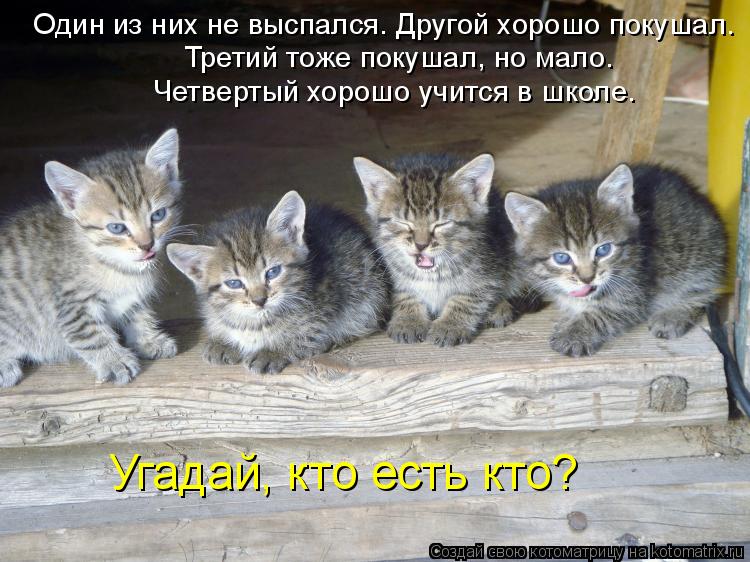 Один из них не выспался. Другой хорошо покушал. Третий тоже покушал, но мало. Четвертый хорошо учит... Котоматрица: Один из них не выспался. Другой хорошо покушал. Третий тоже покушал, но мало. Четвертый хорошо учится в школе. Угадай, кто есть кто?
