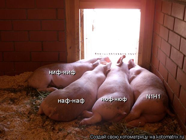 ниф-ниф наф-наф нюф-нюф N1H1... Котоматрица: ниф-ниф наф-наф нюф-нюф N1H1